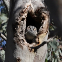 Aegotheles cristatus (Australian Owlet-nightjar) at Ainslie, ACT - 25 Apr 2024 by TimL