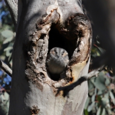 Aegotheles cristatus (Australian Owlet-nightjar) at Mount Ainslie - 25 Apr 2024 by TimL