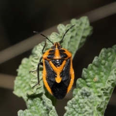 Agonoscelis rutila (Horehound bug) at Ainslie, ACT - 25 Apr 2024 by TimL