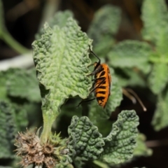 Agonoscelis rutila at Mount Ainslie - 25 Apr 2024