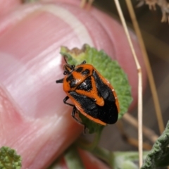 Agonoscelis rutila at Mount Ainslie - 25 Apr 2024