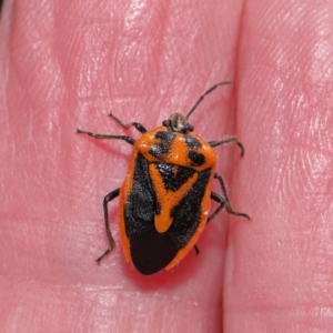 Agonoscelis rutila at Mount Ainslie - 25 Apr 2024