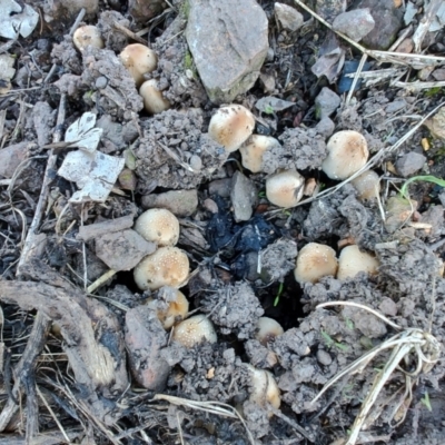 Unidentified Cap on a stem; gills below cap [mushrooms or mushroom-like] at Surf Beach, NSW - 25 Apr 2024 by LyndalT