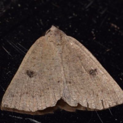 Amelora demistis (Pointed Cape-moth) at Jerrabomberra, NSW - 25 Apr 2024 by DianneClarke