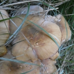 Armillaria sp. (A honey fungus) at Charleys Forest, NSW - 18 Apr 2024 by arjay