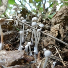 Unidentified Cap on a stem; gills below cap [mushrooms or mushroom-like] at QPRC LGA - 18 Apr 2024 by arjay