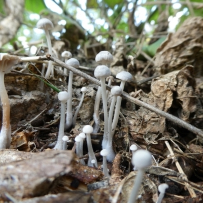 Unidentified Cap on a stem; gills below cap [mushrooms or mushroom-like] at Charleys Forest, NSW - 18 Apr 2024 by arjay