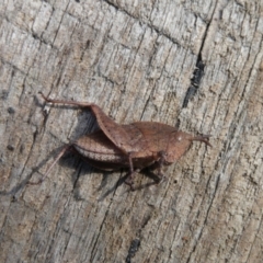 Goniaea australasiae (Gumleaf grasshopper) at Charleys Forest, NSW - 18 Apr 2024 by arjay