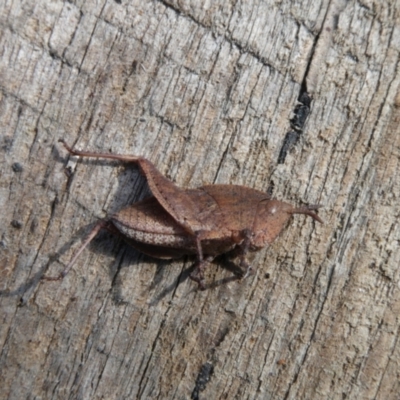 Goniaea australasiae (Gumleaf grasshopper) at QPRC LGA - 18 Apr 2024 by arjay