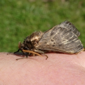 Oxycanus australis at QPRC LGA - 18 Apr 2024