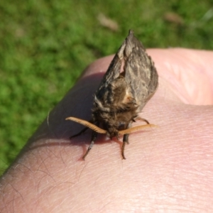 Oxycanus australis at QPRC LGA - 18 Apr 2024