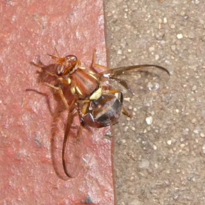 Bactrocera (Bactrocera) tryoni (Queensland fruit fly) at Charleys Forest, NSW - 18 Apr 2024 by arjay