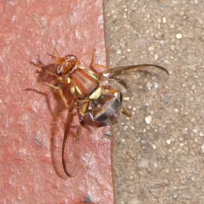 Bactrocera (Bactrocera) tryoni (Queensland fruit fly) at QPRC LGA - 18 Apr 2024 by arjay