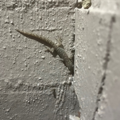 Christinus marmoratus (Southern Marbled Gecko) at Ainslie, ACT - 25 Apr 2024 by Clarel