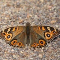 Junonia villida (Meadow Argus) at Kambah, ACT - 25 Apr 2024 by RodDeb