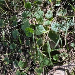 Dichondra repens at Aranda, ACT - 26 Apr 2024 10:44 AM