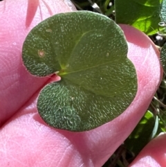 Dichondra repens at Aranda, ACT - 26 Apr 2024 10:44 AM