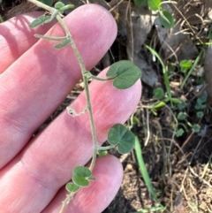 Dichondra repens at Aranda, ACT - 26 Apr 2024 10:44 AM