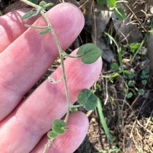 Dichondra repens at Aranda, ACT - 26 Apr 2024 10:44 AM