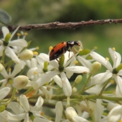 Hippodamia variegata (Spotted Amber Ladybird) at Pollinator-friendly garden Conder - 11 Dec 2023 by michaelb