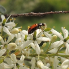 Hippodamia variegata (Spotted Amber Ladybird) at Pollinator-friendly garden Conder - 11 Dec 2023 by MichaelBedingfield