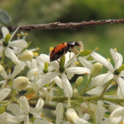 Hippodamia variegata (Spotted Amber Ladybird) at Pollinator-friendly garden Conder - 11 Dec 2023 by michaelb