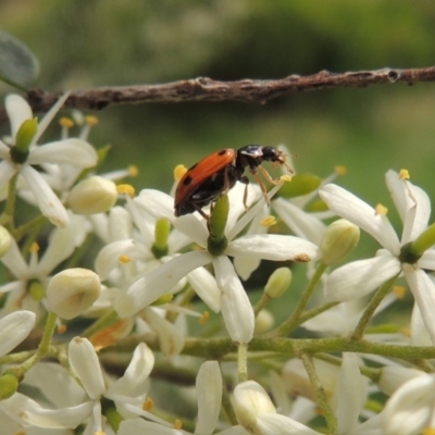 Hippodamia variegata (Spotted Amber Ladybird) at Pollinator-friendly garden Conder - 11 Dec 2023 by MichaelBedingfield