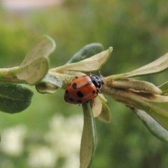 Hippodamia variegata at Pollinator-friendly garden Conder - 11 Dec 2023