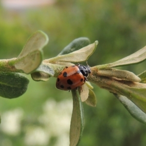 Hippodamia variegata at Pollinator-friendly garden Conder - 11 Dec 2023 02:53 PM