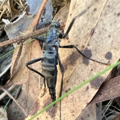 Boreoides subulatus (Wingless Soldier Fly) at Aranda, ACT - 26 Apr 2024 by lbradley