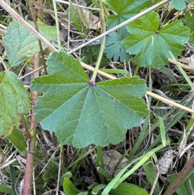 Malva neglecta (Dwarf Mallow) at Aranda Bushland - 26 Apr 2024 by lbradley