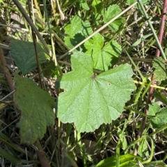 Malva neglecta at Aranda, ACT - 26 Apr 2024