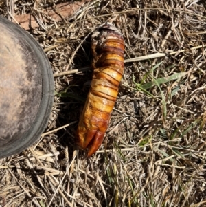 Hepialidae (family) IMMATURES at Ginninderry Conservation Corridor - 26 Apr 2024