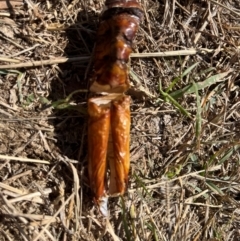 Hepialidae (family) IMMATURES at Ginninderry Conservation Corridor - 26 Apr 2024