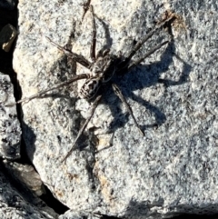 Tasmanicosa sp. (genus) (Unidentified Tasmanicosa wolf spider) at Kosciuszko National Park - 24 Apr 2024 by AmyKL