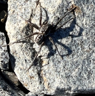 Tasmanicosa sp. (genus) (Unidentified Tasmanicosa wolf spider) at Geehi, NSW - 24 Apr 2024 by AmyKL