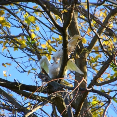 Cacatua sanguinea (Little Corella) at Richardson, ACT - 25 Apr 2024 by MB