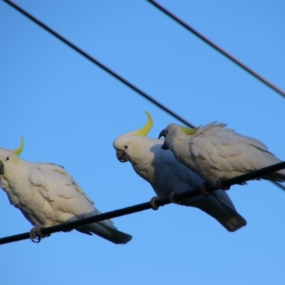 Cacatua galerita (Sulphur-crested Cockatoo) at Richardson, ACT - 24 Apr 2024 by MB