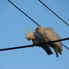 Cacatua galerita at Richardson, ACT - 24 Apr 2024 08:17 AM