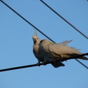 Cacatua galerita at Richardson, ACT - 24 Apr 2024 08:17 AM