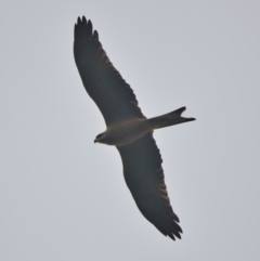 Milvus migrans (Black Kite) at Brunswick Heads, NSW - 16 Mar 2024 by macmad