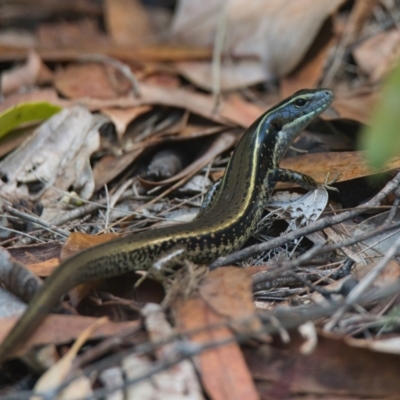 Eulamprus quoyii (Eastern Water Skink) at Wallum - 17 Mar 2024 by macmad