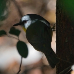 Eopsaltria australis (Eastern Yellow Robin) at Brunswick Heads, NSW - 17 Mar 2024 by macmad