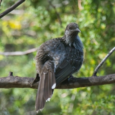 Anthochaera chrysoptera (Little Wattlebird) at Wallum - 17 Mar 2024 by macmad