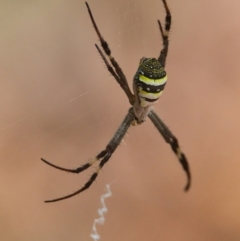 Argiope keyserlingi (St Andrew's Cross Spider) at Brunswick Heads, NSW - 18 Mar 2024 by macmad