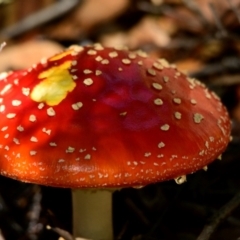 Amanita muscaria (Fly Agaric) at ANBG - 26 Apr 2024 by Thurstan