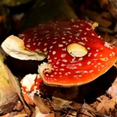 Amanita muscaria at ANBG - 26 Apr 2024 12:14 PM