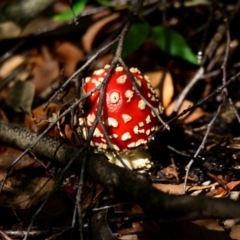 Amanita muscaria at ANBG - 26 Apr 2024 12:14 PM