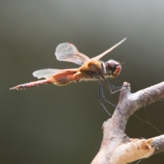 Tramea loewii (Common Glider) at Wallum - 19 Mar 2024 by macmad