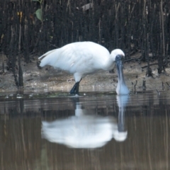 Platalea regia (Royal Spoonbill) at Brunswick Heads, NSW - 19 Mar 2024 by macmad